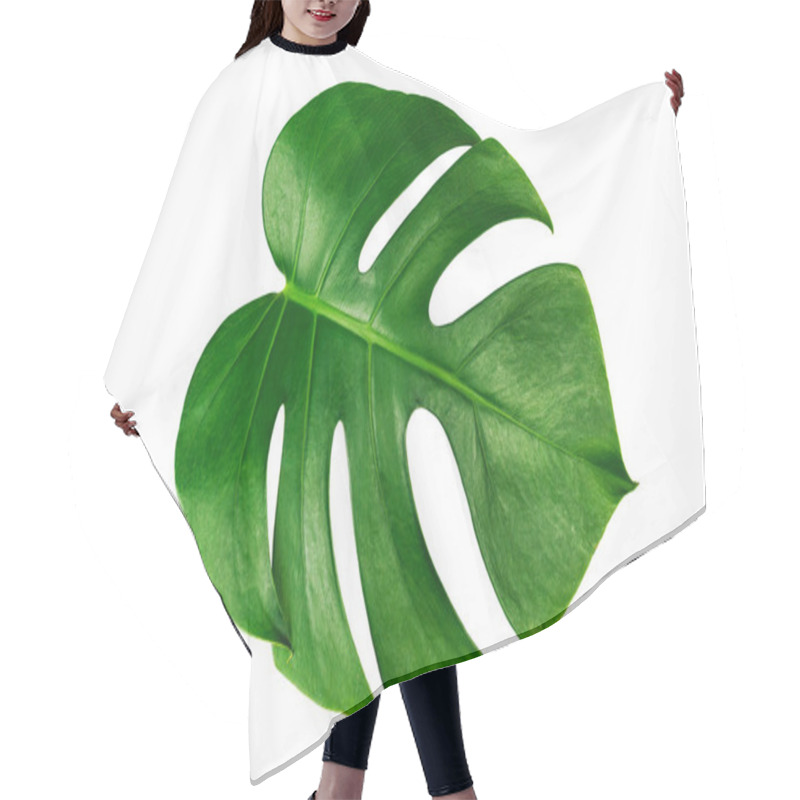 Personality  Monstera Leaf Isolated On White Background With Clipping Path. Palm Leaf, Real Tropical Jungle Foliage Swiss Cheese Plant. Flat Lay And Top View. Hair Cutting Cape