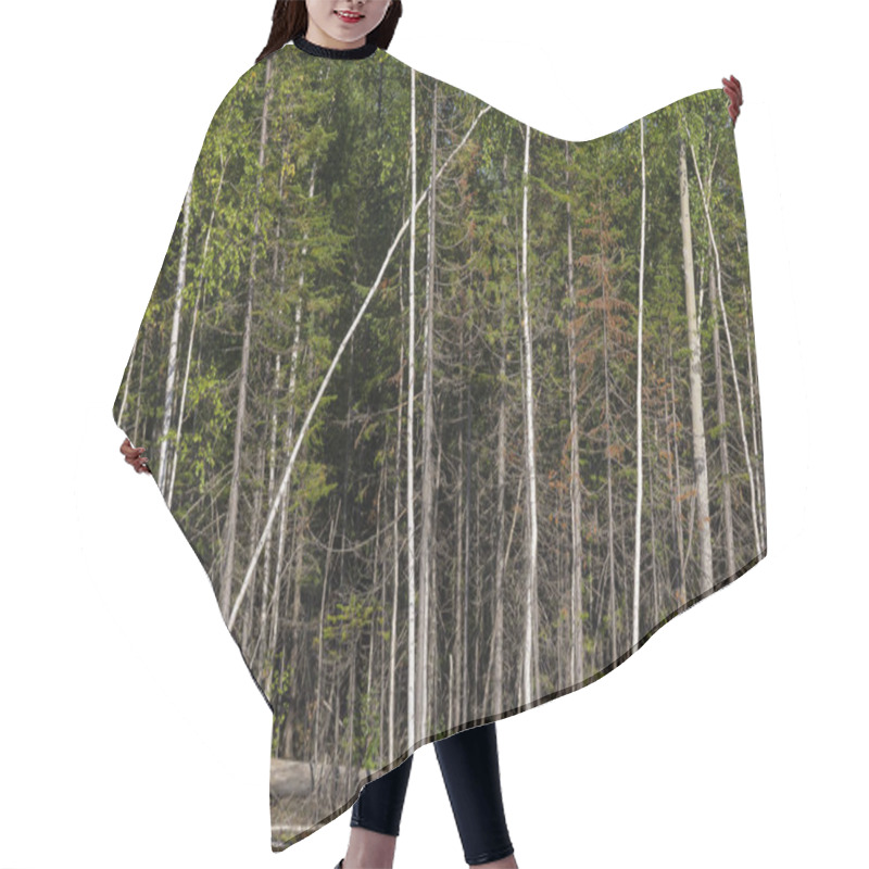 Personality  Birch Trees In Bright Sunshine In Late Summer. Trees In A Forest. Birch Trees Trunks - Black And White Natural Background. Birch Forest In Sunlight In The Morning.  Hair Cutting Cape