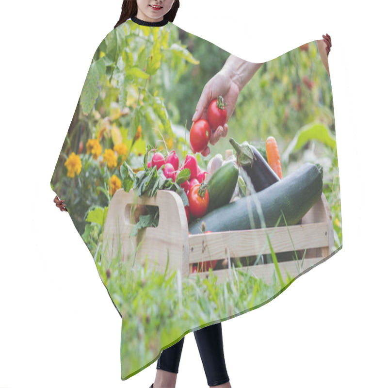 Personality  Woman Hands Picking Fresh Tomatoes To Wooden Crate With Vegetables. Organic Food From Garden Hair Cutting Cape