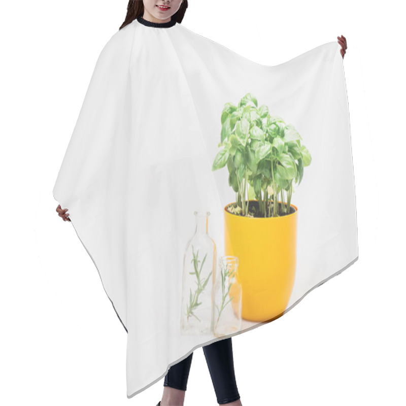 Personality  Green Plant In Flowerpot Near Herbs In Glass Bottles On White Background, Naturopathy Concept Hair Cutting Cape