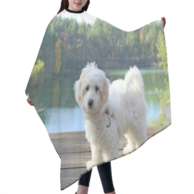 Personality  Maltipoo Puppy Posing. Small Maltese Dog Playing Outdoors. Family Pet. A Purebred Dog Walks Along Wooden Path. White Maltipoo Puppy Hair Cutting Cape