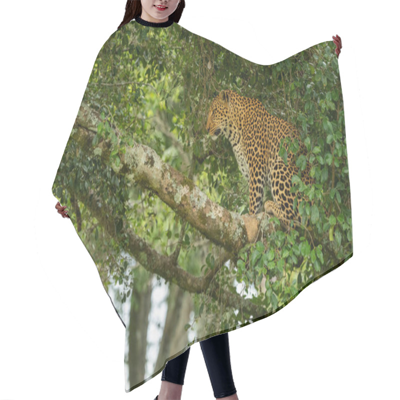 Personality  Leopard Sits On Tree Branch Looking Down Hair Cutting Cape