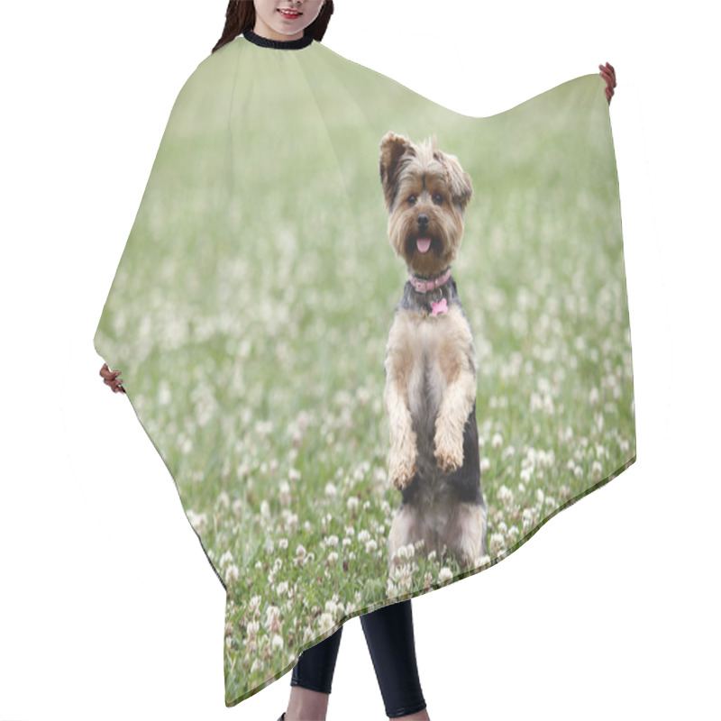 Personality  Cute Dog Hair Cutting Cape