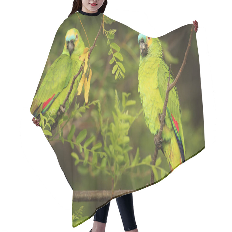 Personality  Two Parrots In Tropic Nature Habitat Hair Cutting Cape