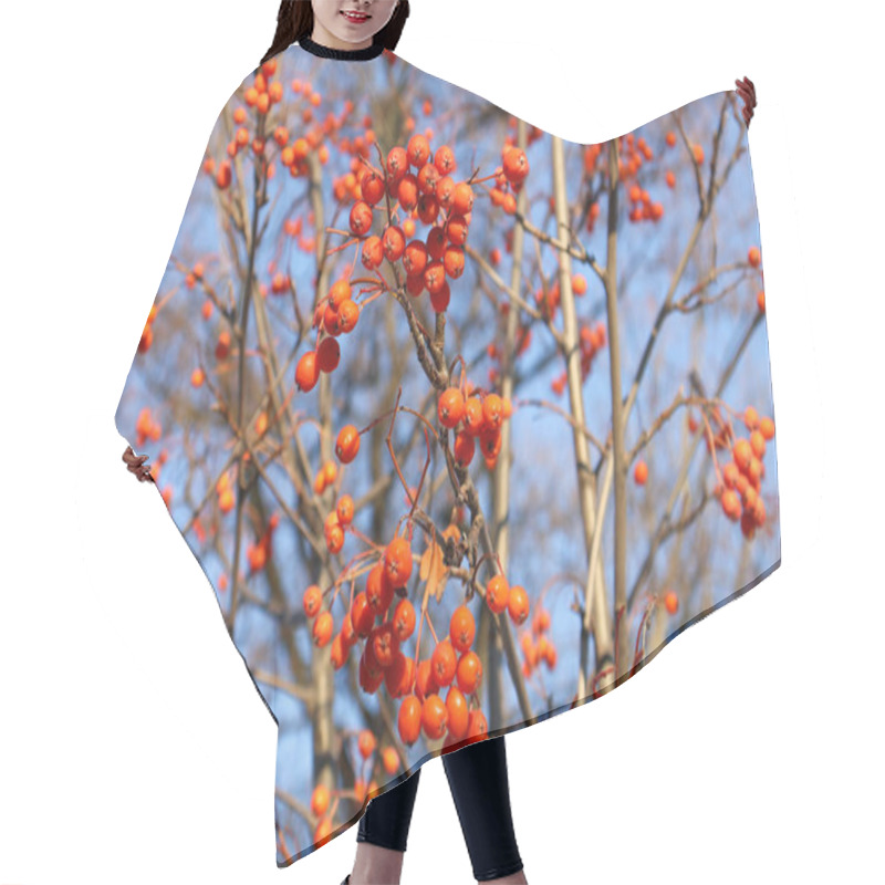 Personality  Vibrant Clusters Of Orange Rowan Berries Hanging On Bare Branches With A Clear Blue Sky In The Background, Showcasing The Beauty Of Autumn Nature. Hair Cutting Cape