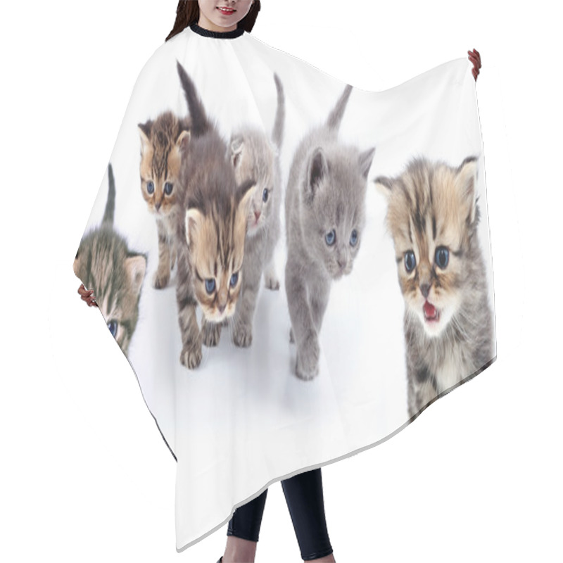 Personality  Studio Isolated Portrait Of Large Group Of Kittens  Hair Cutting Cape