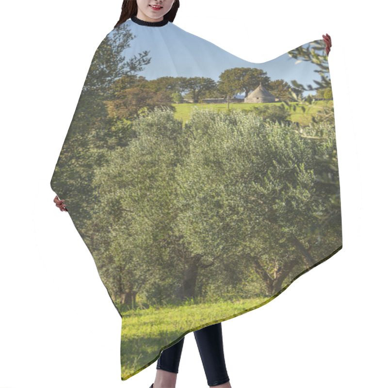 Personality   Italy Landscape: Apulia Countryside. Valle D'Itria. Hills With Olive Trees And Trullo. Typical Example Of Rural Apulian Landscape. Hair Cutting Cape