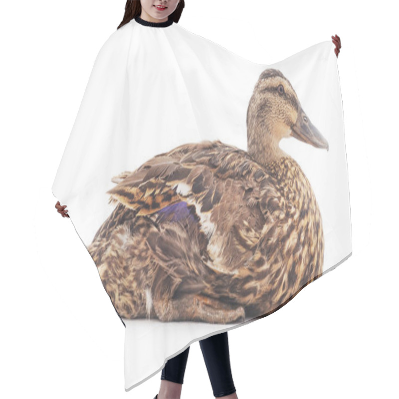 Personality  Wild Duck Isolated. Hair Cutting Cape