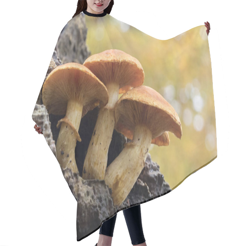 Personality  Photo Of Mushroom In Forest Hair Cutting Cape