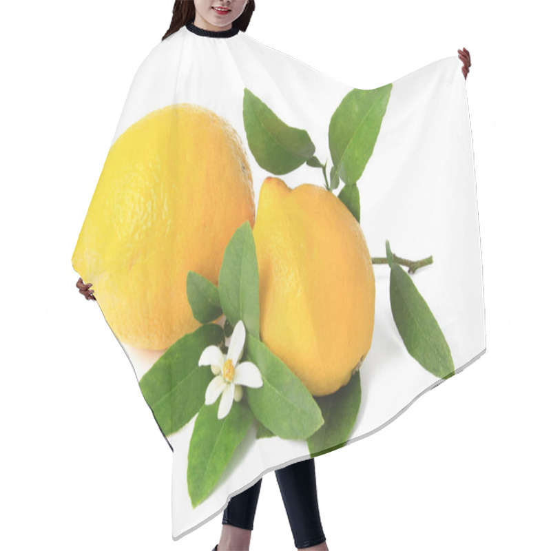 Personality  Lemons (citrus X Limon) - Ripe Fruit Isolated Against White Background With Branch And Blossom Hair Cutting Cape