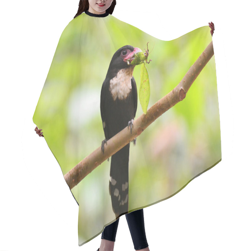 Personality  Dusky Broadbill Bird Hair Cutting Cape