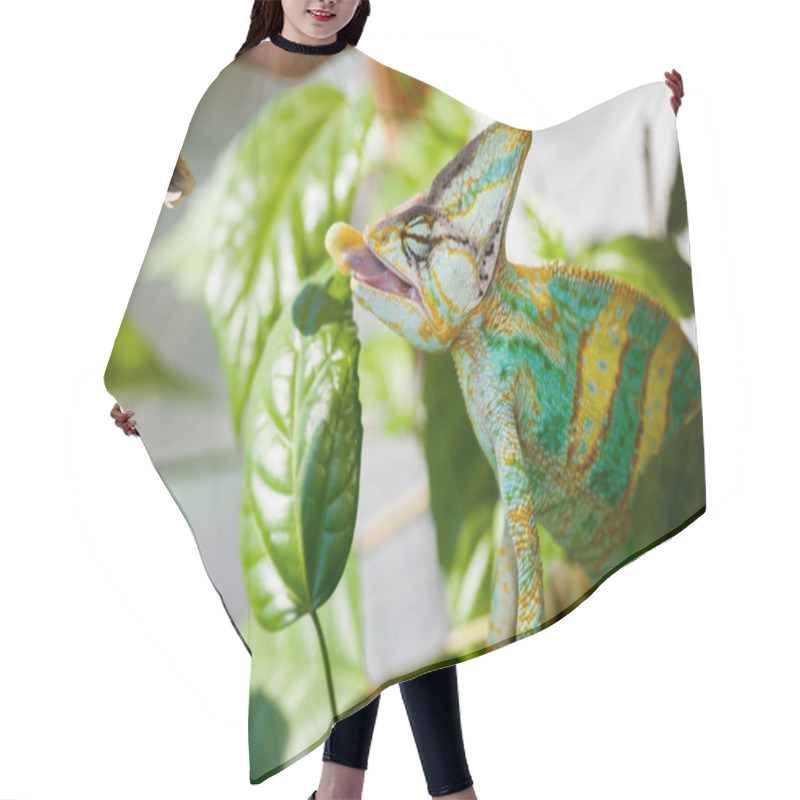 Personality  Yemen Chameleon Hair Cutting Cape