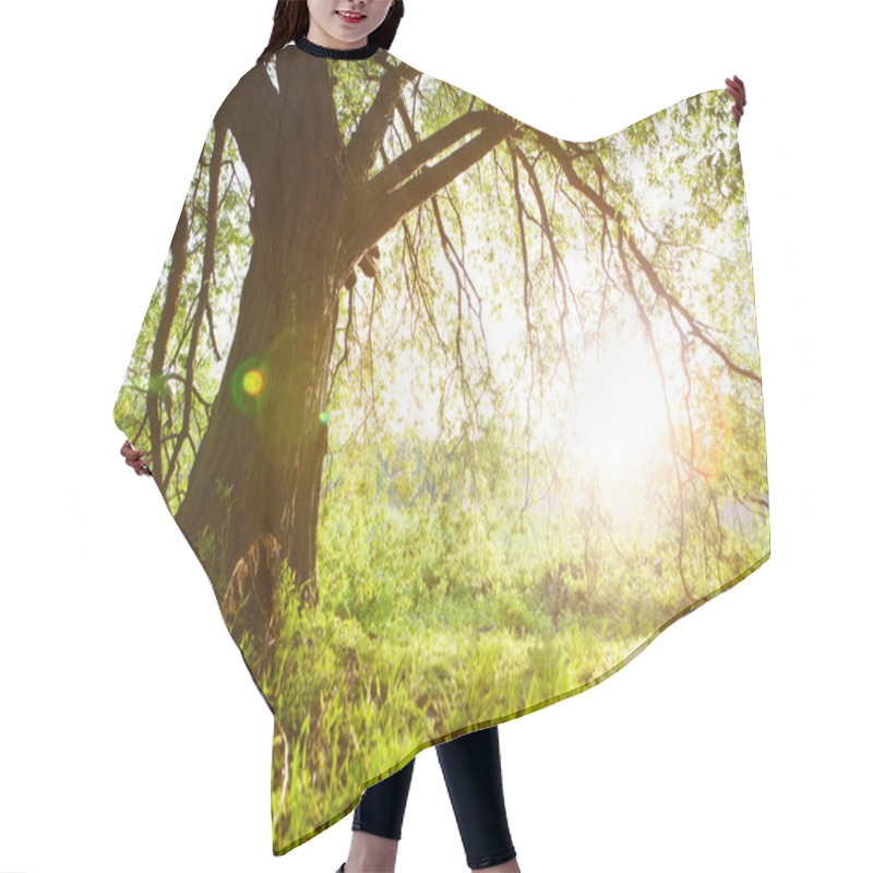 Personality  Spring Meadow With Big Tree With Fresh Green Leaves Hair Cutting Cape