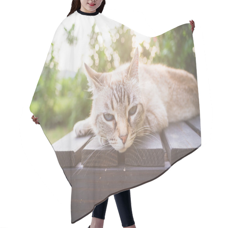 Personality  Cat Lying On A Wooden Bench In Backlight Hair Cutting Cape