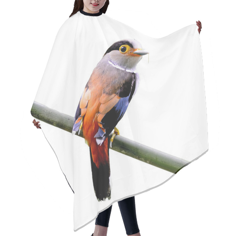 Personality  Female Silver-breasted Broadbill Hair Cutting Cape