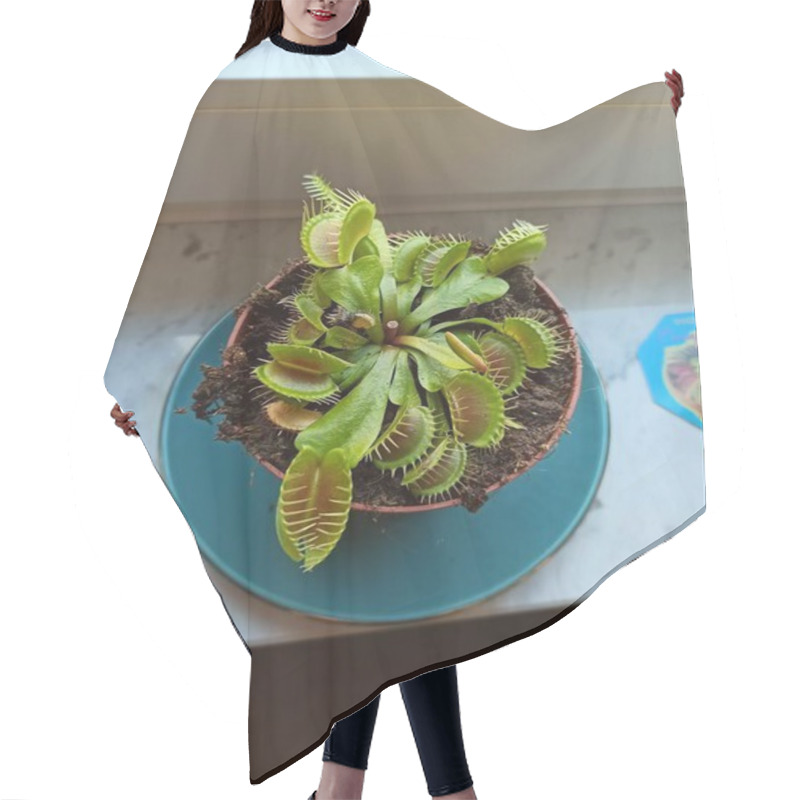 Personality  Vibrant Venus Flytrap In A Pot On A Windowsill With Natural Light Illuminating The Green Leaves. Hair Cutting Cape