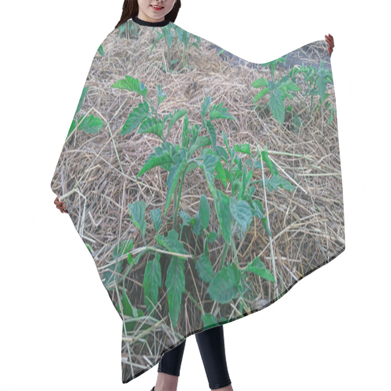 Personality  The Garden Bed Of Tomato Seedlings Is Covered With Hay And Straw Mulch Hair Cutting Cape