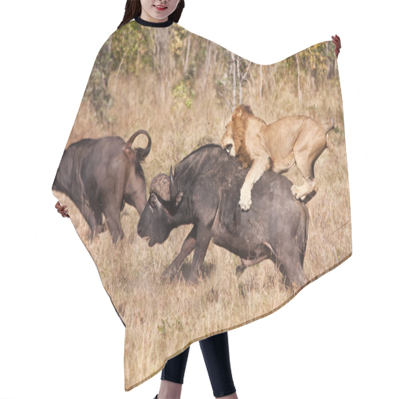 Personality  Male Lion Attack Huge Buffalo Bull Hair Cutting Cape