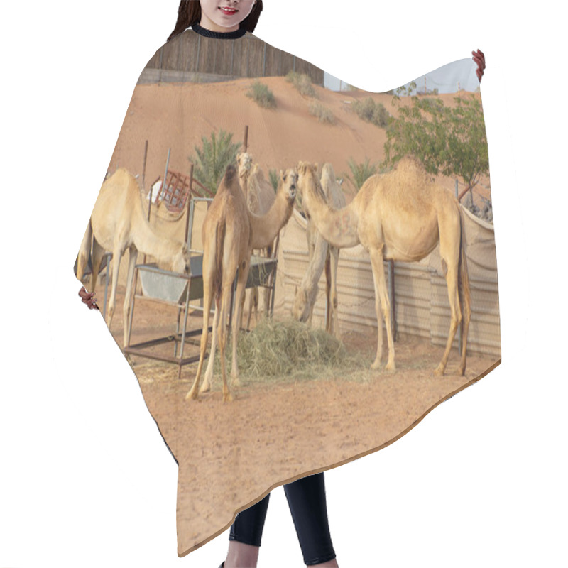 Personality  A Group Of Camels Eating In An Enclosed Farm.  Hair Cutting Cape