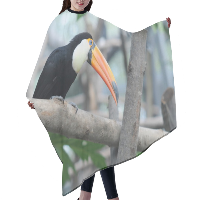 Personality  Toucan Thinking Hair Cutting Cape