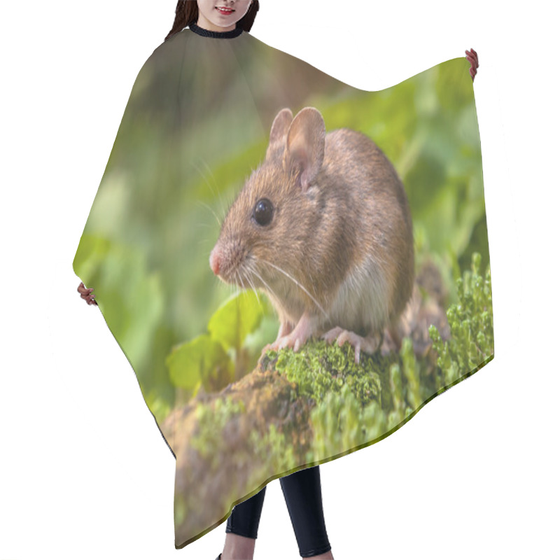 Personality  Wood Mouse In Natural Habitat Hair Cutting Cape