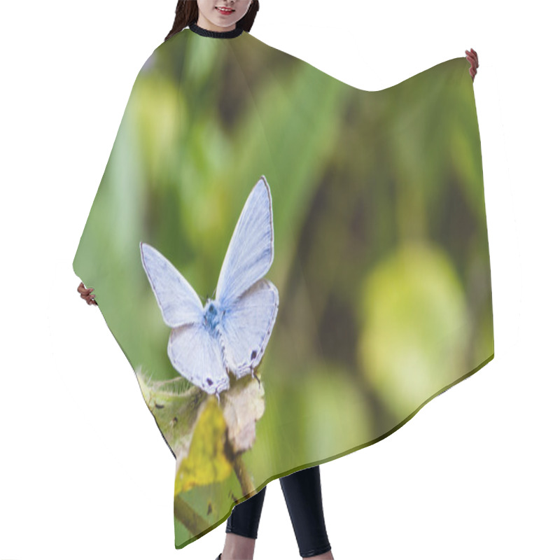 Personality  Monarch Butterfly Hair Cutting Cape