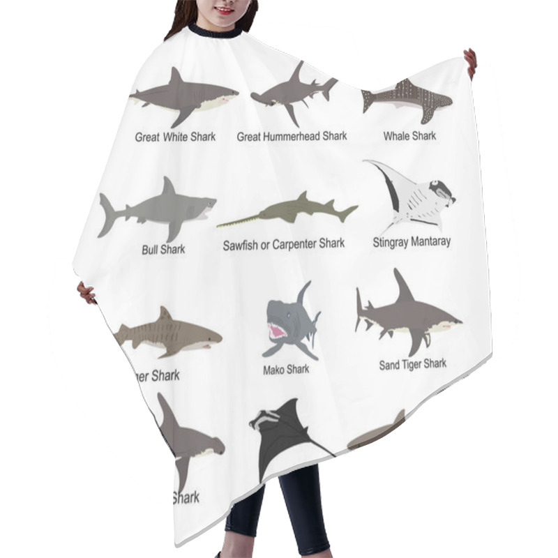 Personality  Collection Of Shark Set Illustration Isolated On White. Great White, Bull Shark, Devil Ray, Hammerhead, Stingray, Manta Ray, Reef Shark, Whale Shark, Saw Fish. Predator Fish In Sea, Ocean. Hair Cutting Cape