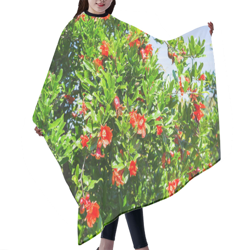 Personality  Flowering Plantation Of Pomegranate In The Valleys Of Turkey Hair Cutting Cape