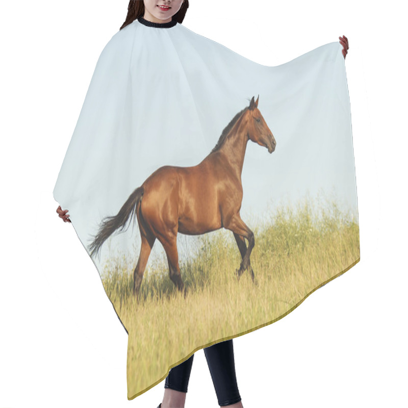 Personality  Red Horse With A Black Mane And Tail Running In A Field On The Green Grass Hair Cutting Cape