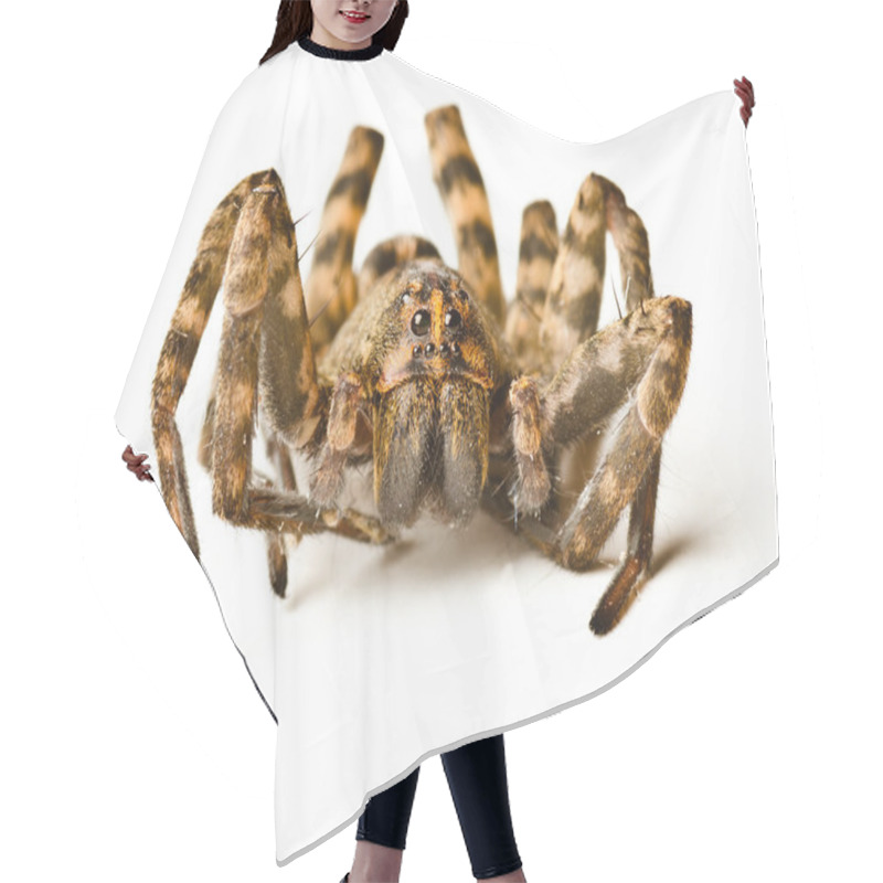 Personality  Close Up Of Wolf Spider On White Background Hair Cutting Cape