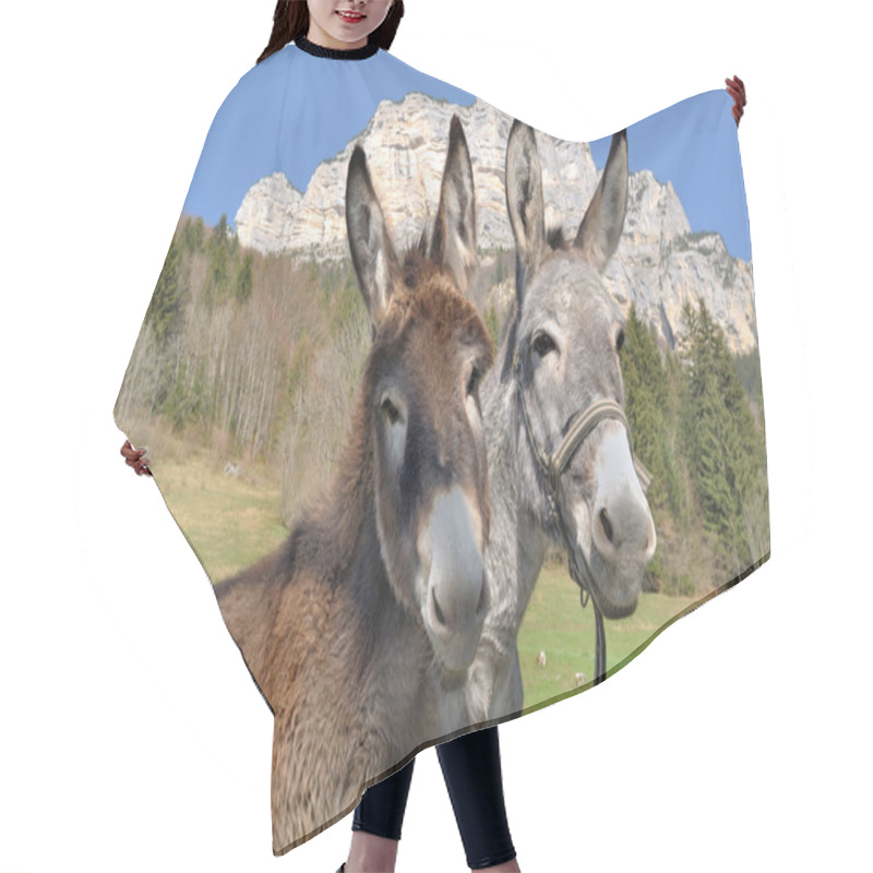 Personality  Portrait Of Two Cute Donkeys Hair Cutting Cape