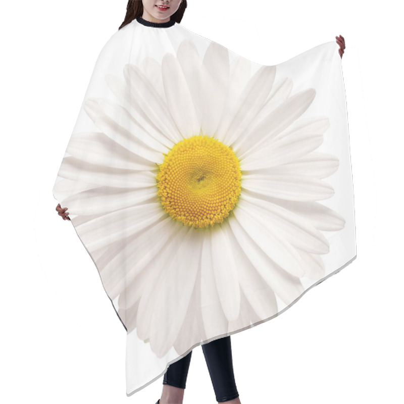 Personality  One White Daisy Flower Isolated On White Background. Flat Lay, T Hair Cutting Cape