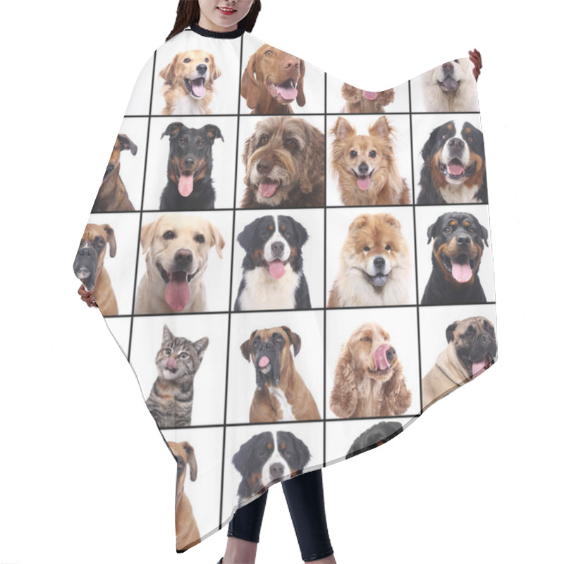 Personality  Group Of Beautiful Commercial Happy Pets Together Hair Cutting Cape