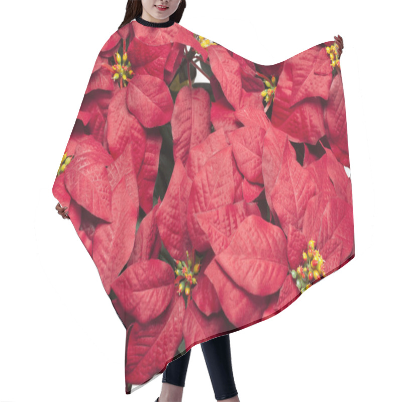 Personality  Full Frame Image Of Poinsettia Flowers Hair Cutting Cape