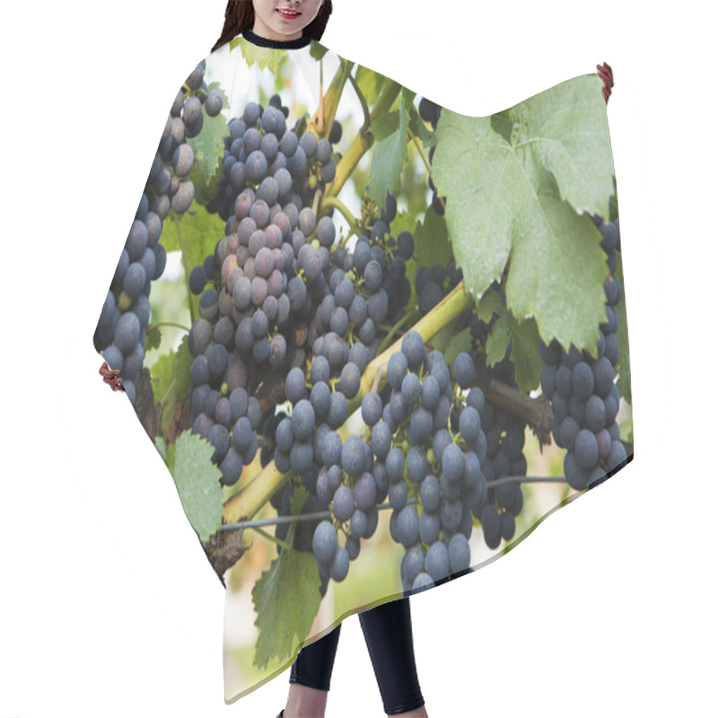 Personality  Grapes On Vine Hair Cutting Cape