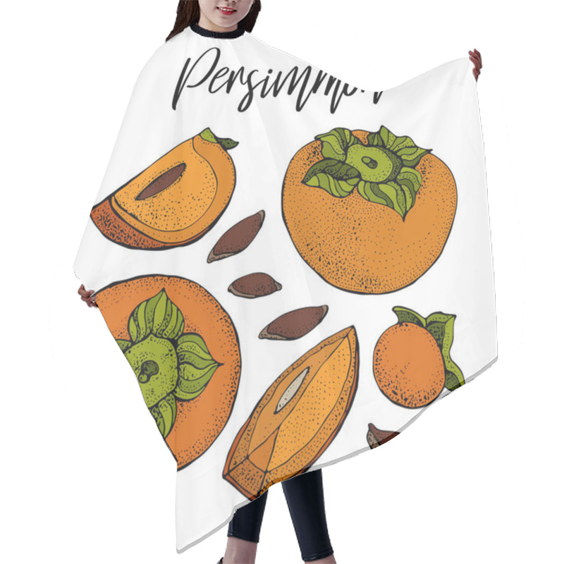 Personality  Persimmon Vector Drawing Set. Isolated Hand Drawn Object With Persimmon Sliced Piece And Seeds. Fruit Sketch Style Illustration. Detailed Vegetarian Food Sketch.  Hair Cutting Cape