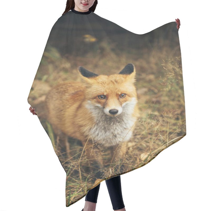 Personality  Red Fox In The Forest During Autumn Season. Hair Cutting Cape