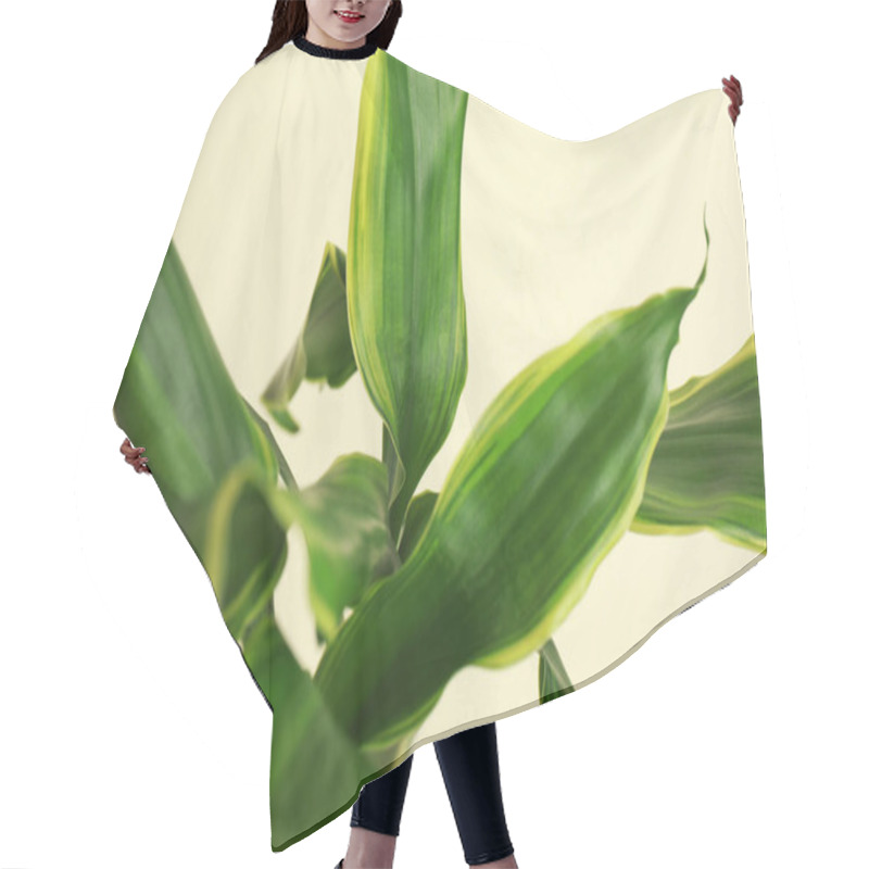 Personality  Tropical Leaves On Beige Background, Closeup. Stylish Interior Element Hair Cutting Cape