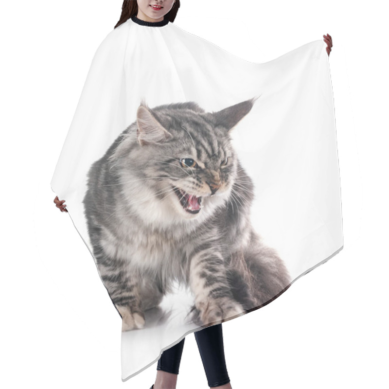 Personality  Maine Coon Kitten In Front Of White Background Hair Cutting Cape