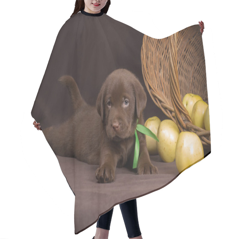 Personality  Chocolate Labrador Puppy Lying On A Brown Background Near Basket Of Apples And Looking At The Camera Hair Cutting Cape