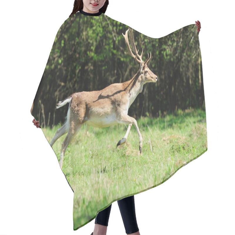 Personality  Jumping Roe Deer On A Meadow Hair Cutting Cape