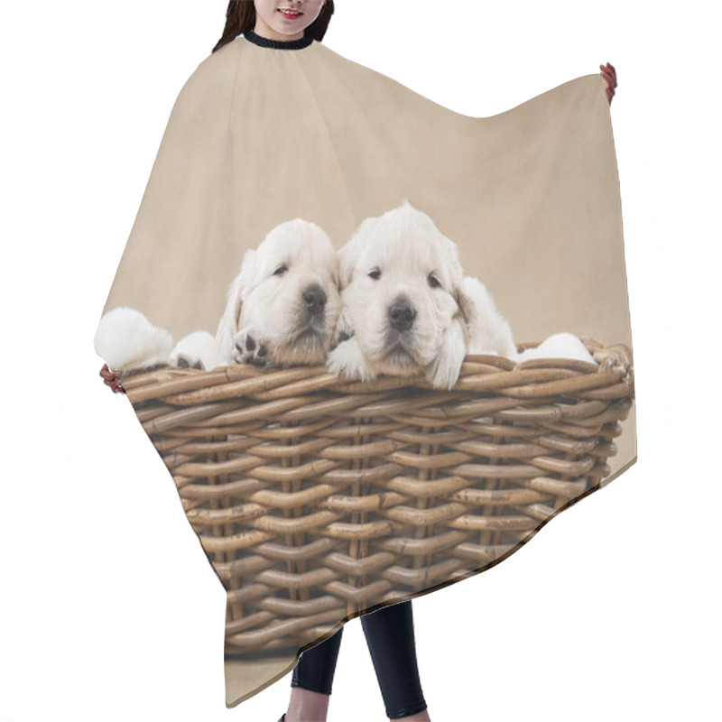 Personality  Puppies In A Basket On A Beige Background. Golden Retriever In The Studio. Cute Dog Hair Cutting Cape