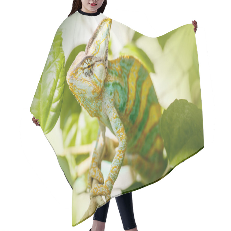 Personality  Yemen Chameleon Hair Cutting Cape