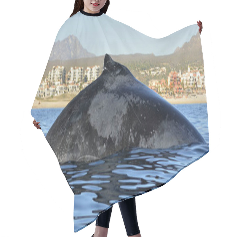 Personality  Humpback Whale Swimming In The Pacific Ocean, Back Of The Whale Diving Hair Cutting Cape