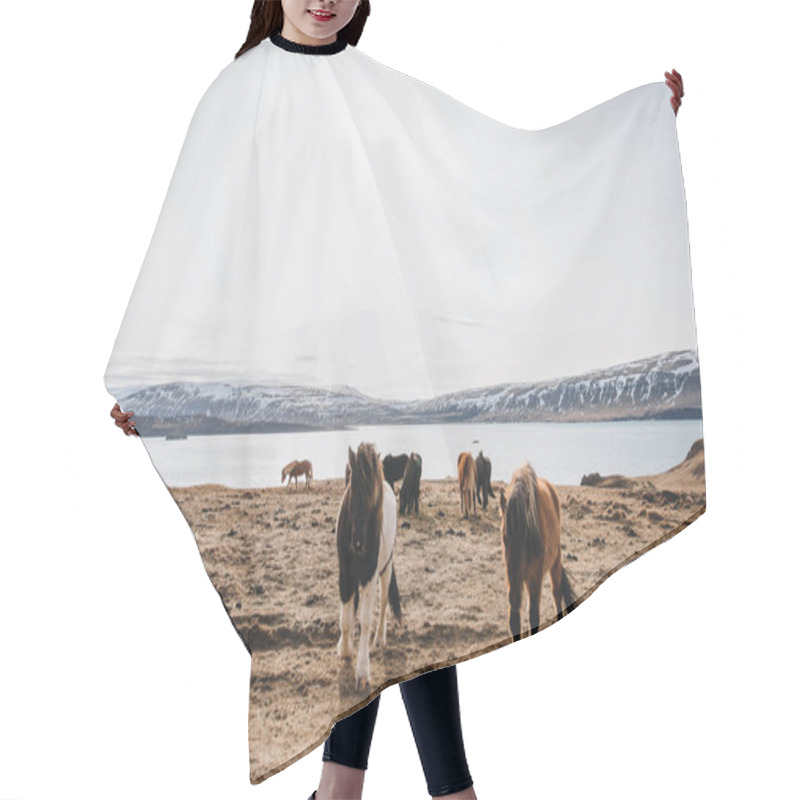 Personality  Icelandic Horses Hair Cutting Cape