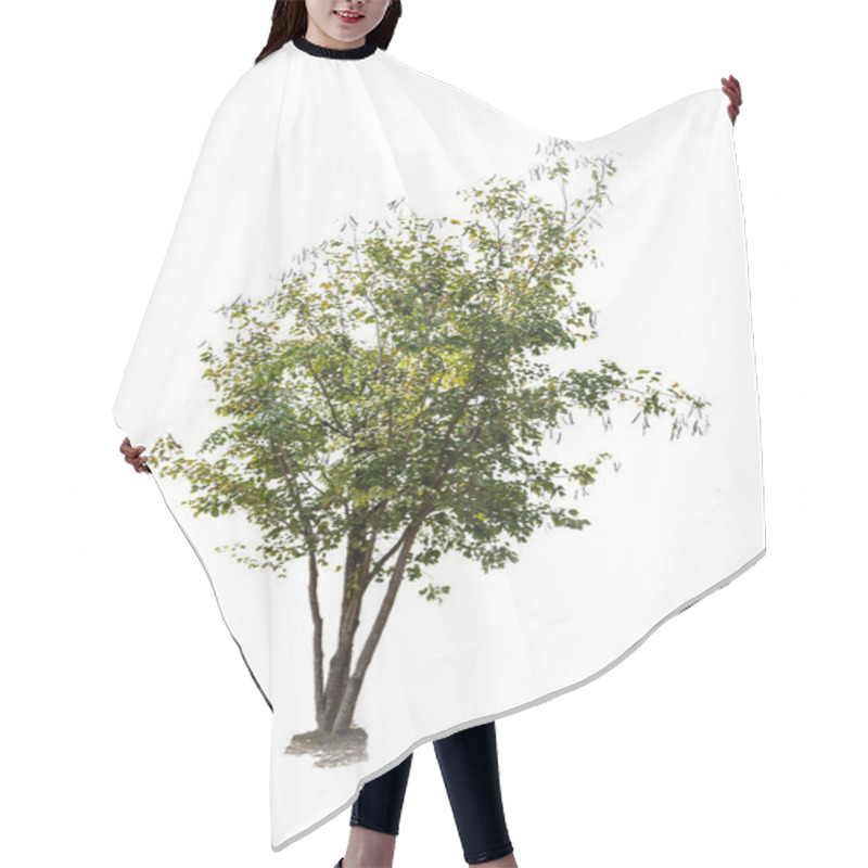 Personality  Tree Isolated On White Background Hair Cutting Cape