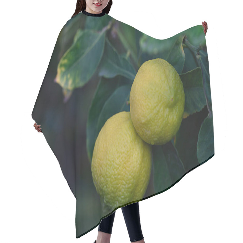 Personality  Two Ripe Lemons Dangle From A Lush Green Branch, Illuminated By Soft Sunlight Filtering Through The Leaves. Hair Cutting Cape