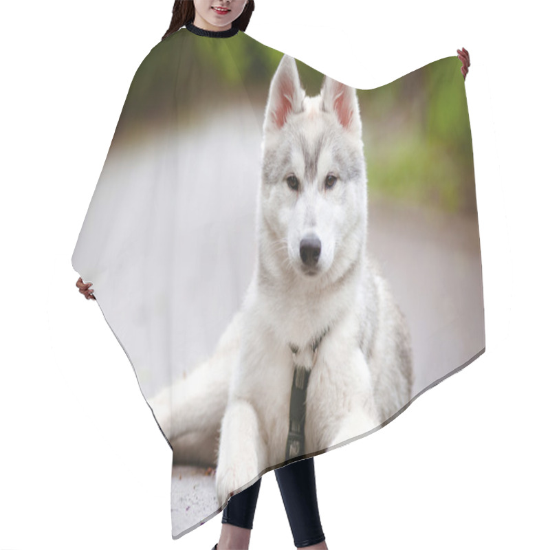 Personality  Grey Siberian Husky Puppy Portrait Outdoors Hair Cutting Cape