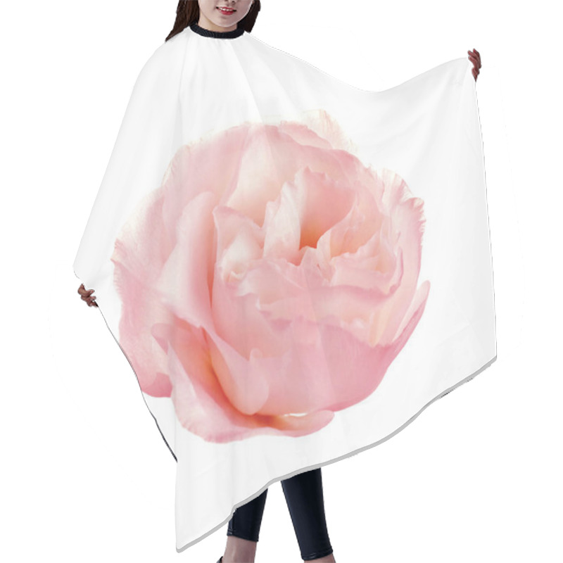 Personality  Beautiful Pink Eustoma Flower On White Background Hair Cutting Cape