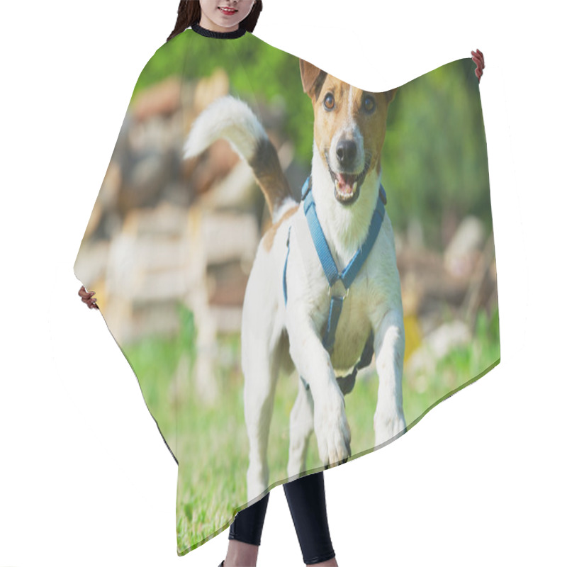 Personality  Jack Russel Terrier In A Blue Harness Runs On A Grass. Hair Cutting Cape